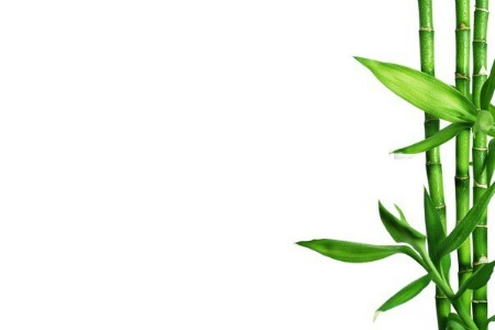 Bamboo Border Wall Decal